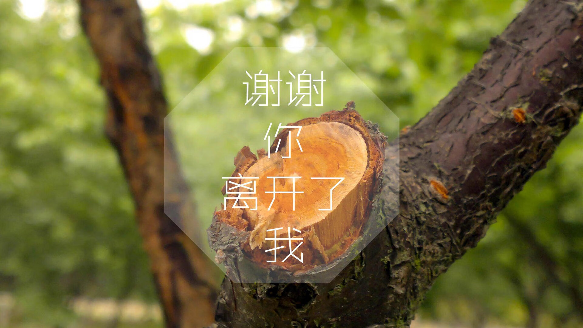 Leyu Sport登录入口-足球直播用户数量同比增长显著，最全面的足球直播数据app