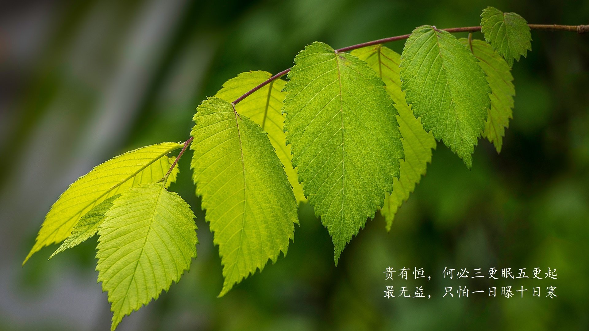 水球焦点战摩纳哥沉着应对